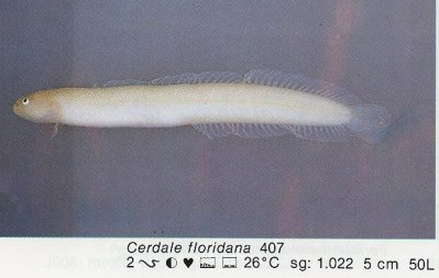 Cerdale floridana